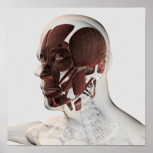 Affiches Anatomie Des Muscles Faciaux Hommes, Vue De Côté