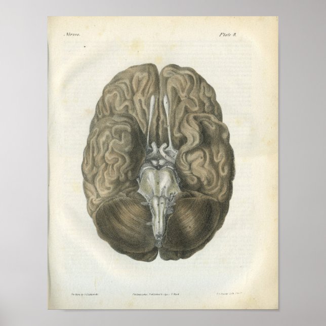 Affiches Anatomie des nerfs du cerveau humain Imprimer (Devant)