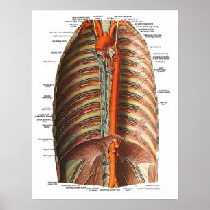 Affiches Anatomie des nervures et du thorax