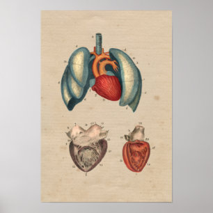Affiches Anatomie des poumons cardiaques humains 1841 Impri