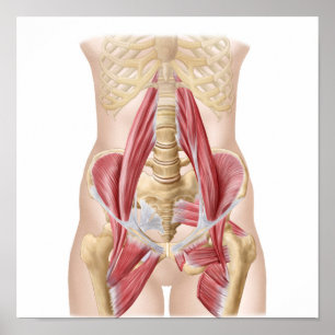 Affiches Anatomie d'Iliopsoa, les muscles de hanche de
