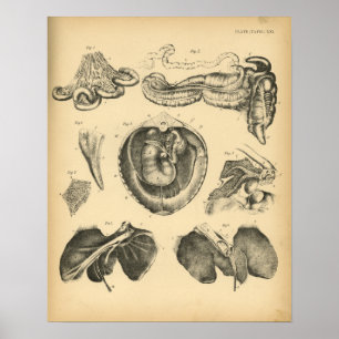 Affiches Anatomie d'organes internes de cheval 1908 copies