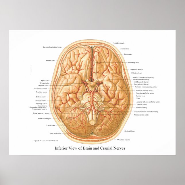 Affiches Anatomie du cerveau avec nerfs crâniens (Devant)