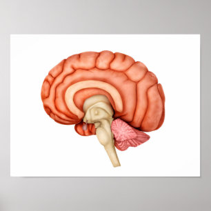 Affiches Anatomie Du Cerveau Humain, Vue Secondaire 1