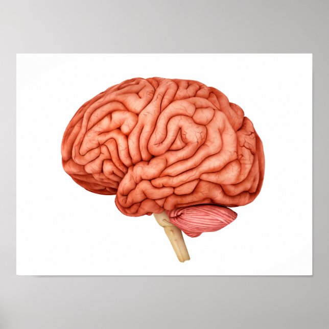 Affiches Anatomie Du Cerveau Humain, Vue Secondaire 2 (Devant)