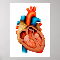 Anatomie Du Coeur Humain, Section Transversale