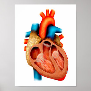 Affiches Anatomie Du Coeur Humain, Section Transversale