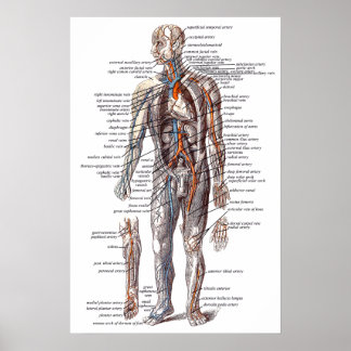 Affiches Anatomie du corps humain