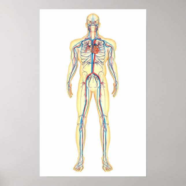Affiches Anatomie Du Corps Humain Et Système Circulatoire (Devant)
