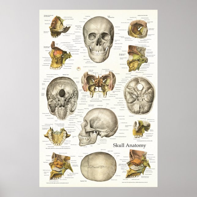 Affiches Anatomie du crâne humain Graphique 24 X 36 (Devant)