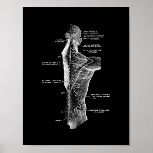 Affiches Anatomie du dos humain en noir et blanc