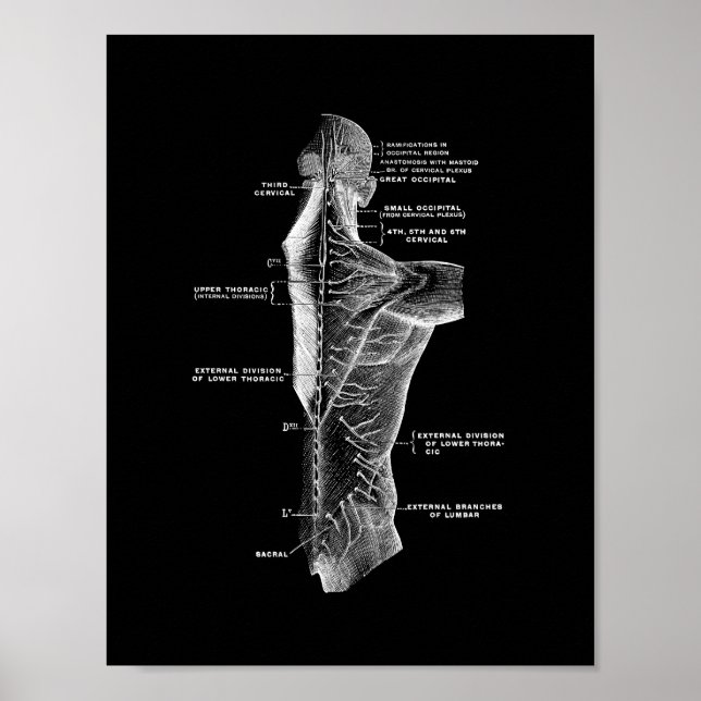 Affiches Anatomie du dos humain en noir et blanc (Devant)