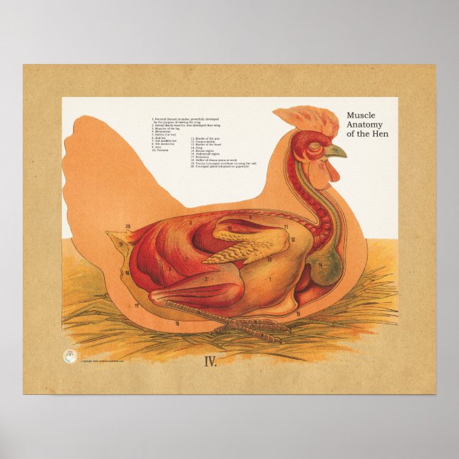 Affiches Anatomie du muscle de poulets (Devant)