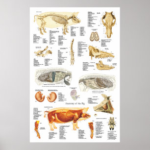 Affiches Anatomie du muscle squelettique de porc Organigram