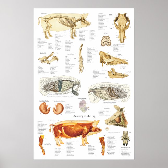 Affiches Anatomie du muscle squelettique de porc Organigram (Devant)