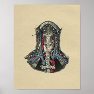 Affiches Anatomie du noeud lymphatique humain 1902 Impressi