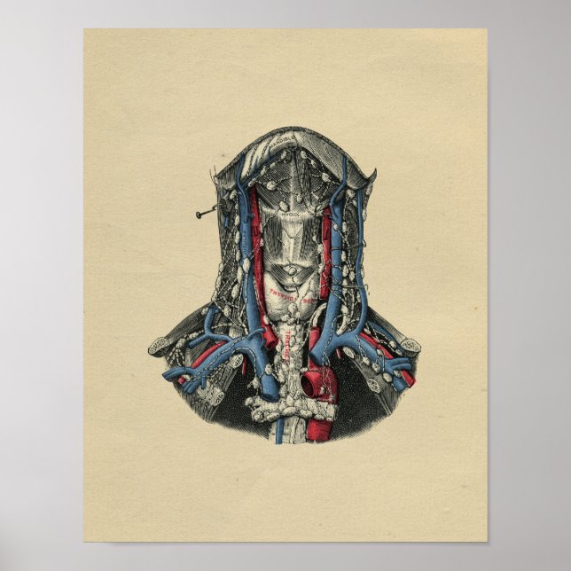 Affiches Anatomie du noeud lymphatique humain 1902 Impressi (Devant)