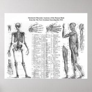 Affiches Anatomie du squelette et de la musculature humains