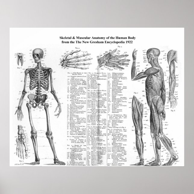 Affiches Anatomie du squelette et de la musculature humains (Devant)