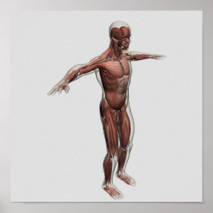 Affiches Anatomie Du Système Musculaire Masculin, Vue latér