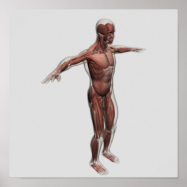 Affiches Anatomie Du Système Musculaire Masculin, Vue latér (Devant)
