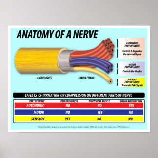 Affiches Anatomie d'une Nerve édition 2016