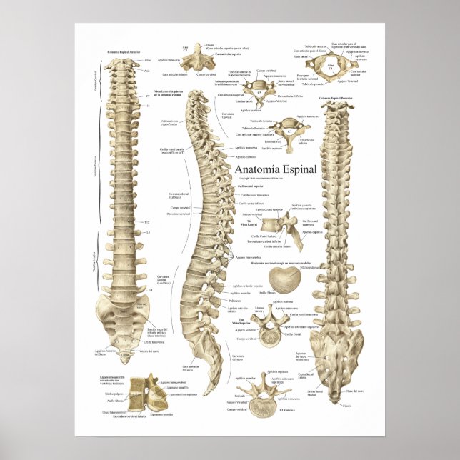 Affiches Anatomie espagnole Anatomie de la colonne vertébra (Devant)