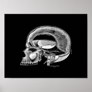 Affiches Anatomie humaine de crâne dans la copie noire et