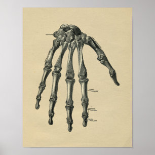 Affiches Anatomie humaine de main 1902 copies vintages