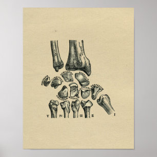 Affiches Anatomie humaine de poignet 1902 copies vintages