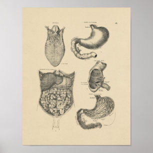 Affiches Anatomie humaine vintage 1880 Imprimer