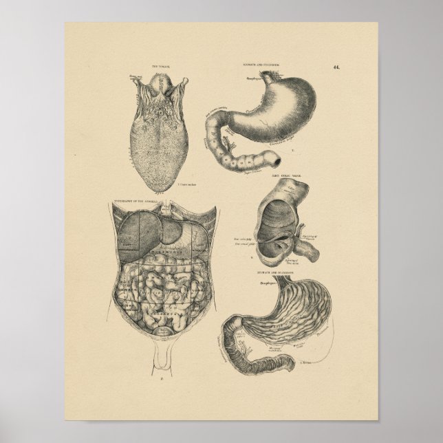 Affiches Anatomie humaine vintage 1880 Imprimer (Devant)