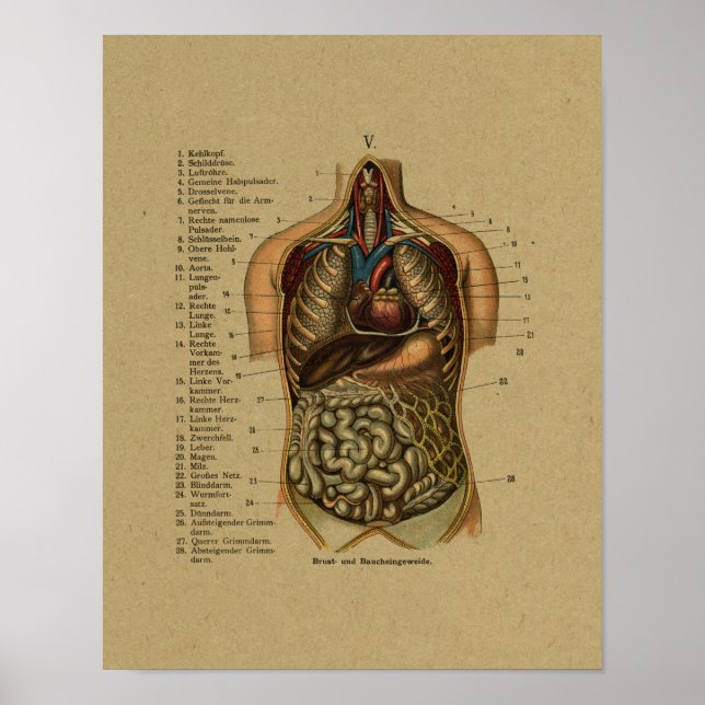 Affiches Anatomie interne allemande vintage Imprimer (Devant)