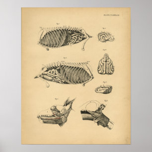 Affiches Anatomie interne de l'organe de chien 1908 Impress
