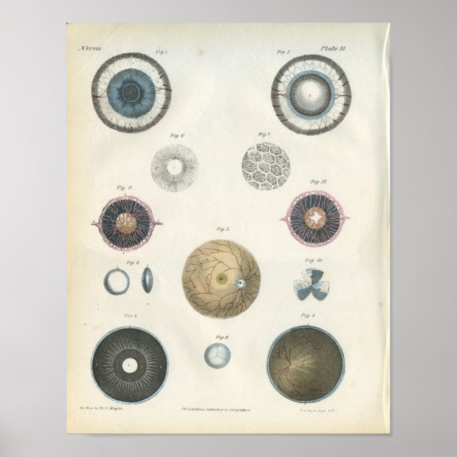 Affiches Anatomie interne des yeux humains Imprimer (Devant)