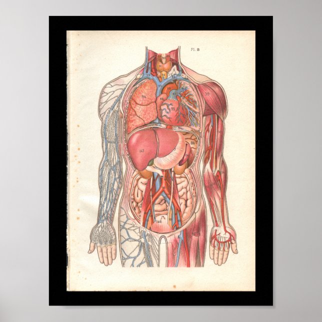 Affiches Anatomie interne humaine vintage Imprimer (Devant)