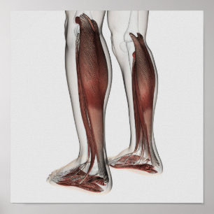 Affiches Anatomie masculine de muscle des jambes humaines,