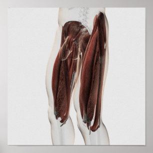 Affiches Anatomie masculine de muscle des jambes humaines,