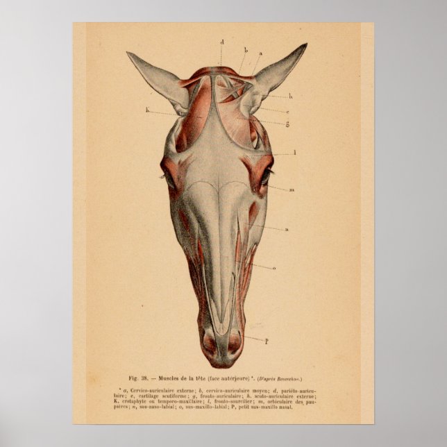 Affiches Anatomie musculaire de la tête de cheval Français  (Devant)