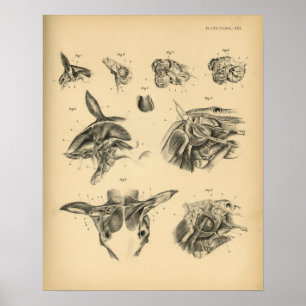 Affiches Anatomie musculaire du cou du cheval 1908 Impressi
