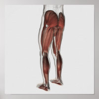 Anatomie Musculaire Masculine Des Jambes Humaines 