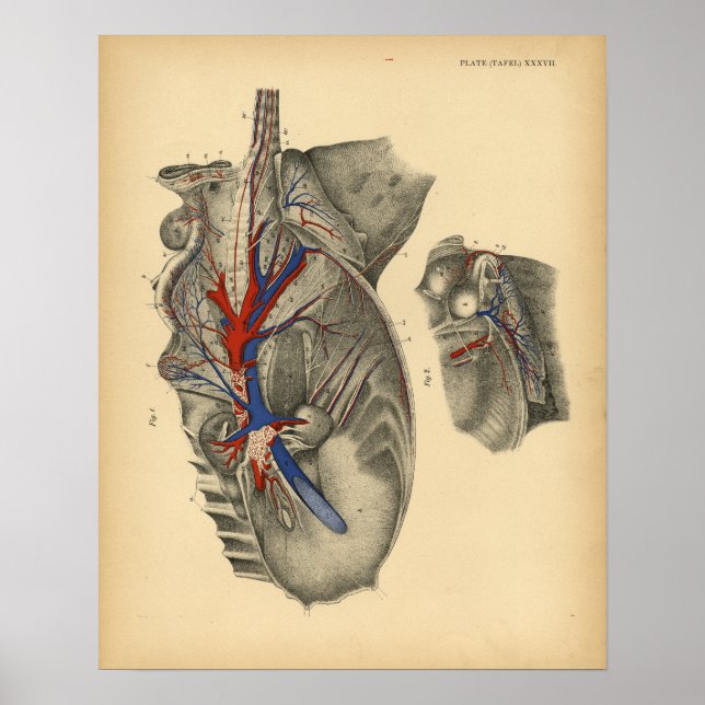 Affiches Anatomie pelvienne abdominale du cheval 1908 Impri (Devant)