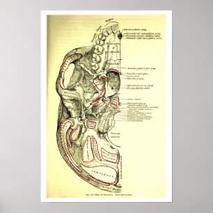 Affiches Anatomie vintage Base du crâne externe