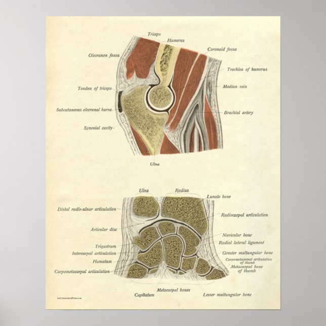 Affiches Anatomie vintage Bones d'impression Coude poignet (Devant)