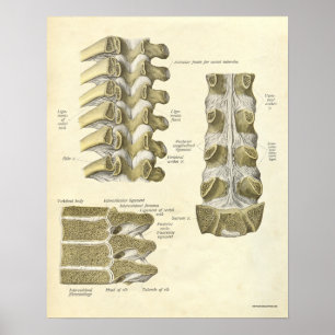 Affiches Anatomie vintage Bones d'impression épine thoraciq