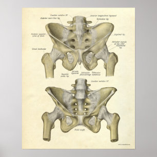 Affiches Anatomie vintage Bones d'impression Pelvis