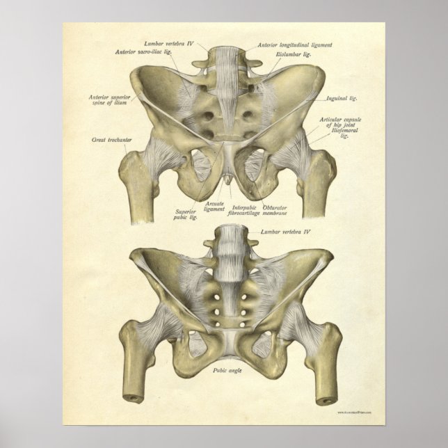 Affiches Anatomie vintage Bones d'impression Pelvis (Devant)