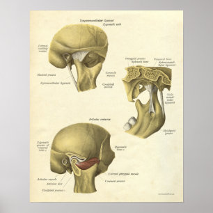 Affiches Anatomie Vintage Conjoint TMJ