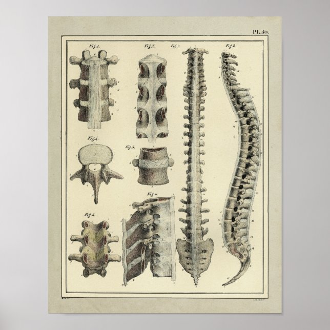 Affiches Anatomie vintage de colonne vertébrale 1831 Imprim (Devant)