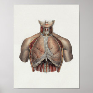 Affiches Anatomie Vintage de la poitrine de 1867 Imprimer